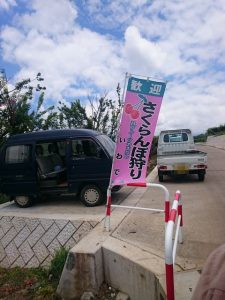 山梨 さくらんぼ狩り